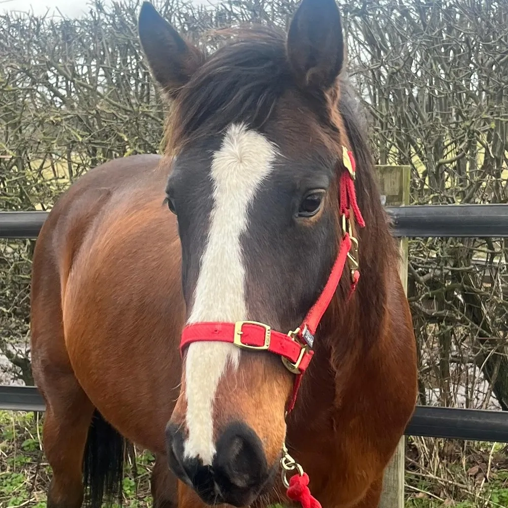 Bay Gelding White Blaze