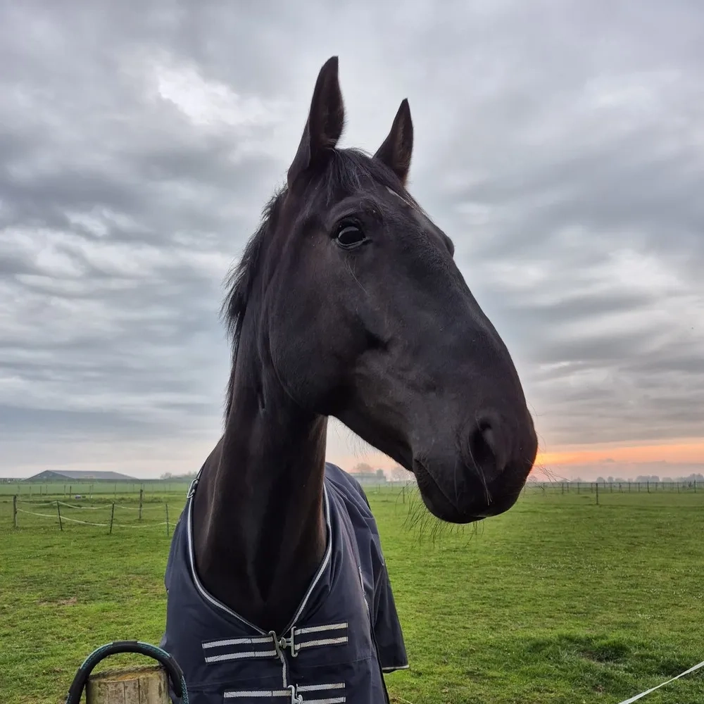Black horse head