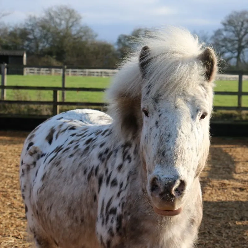 Gizmo a little spotted pony