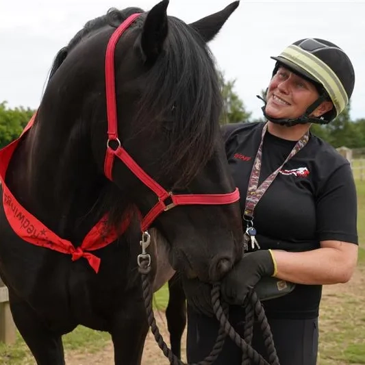 A horse with a pretty sash being held by his handler