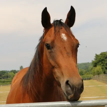 Two photos of Glorious, the left is her at arrival at Redwings with extensive head injuries, the right is her now where she is healed with no visual marks on her face.