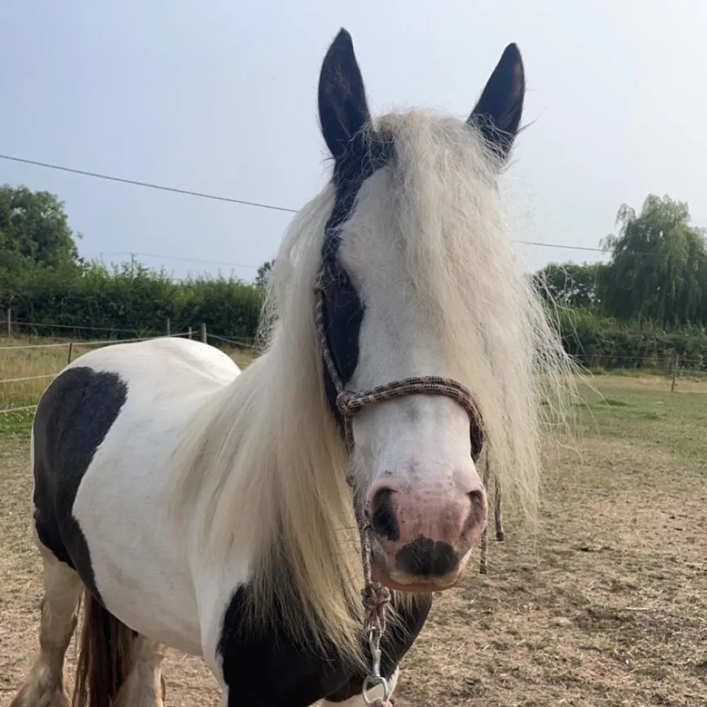 Coloured cob