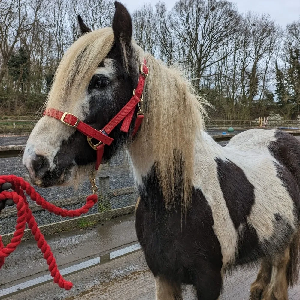 Coloured cob pony