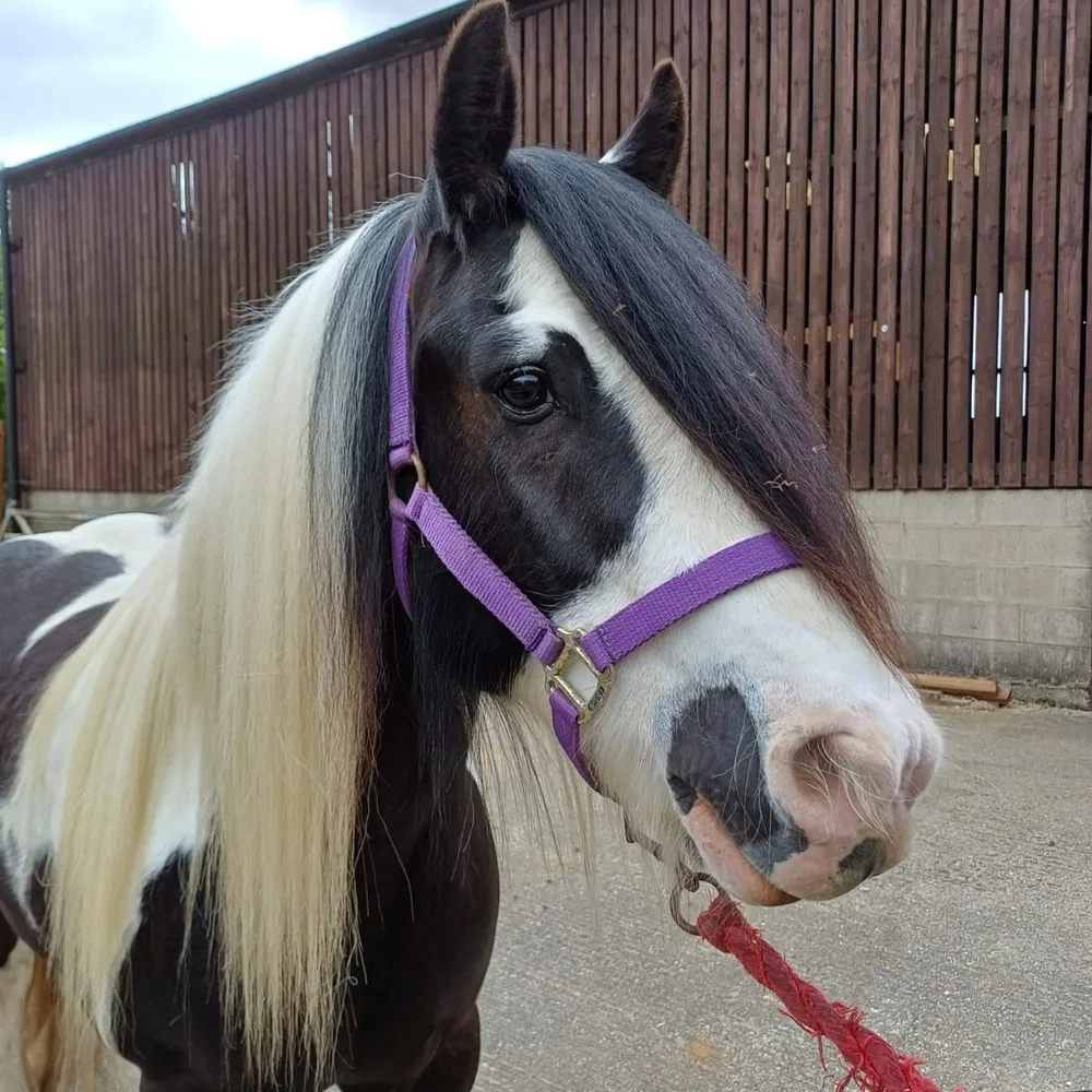 Piebald cob face
