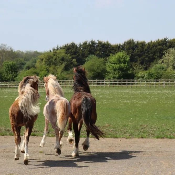 Bonnie, Tyler and Jones arriving at Hapton 