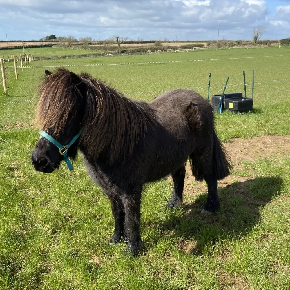 Black Shetland pony