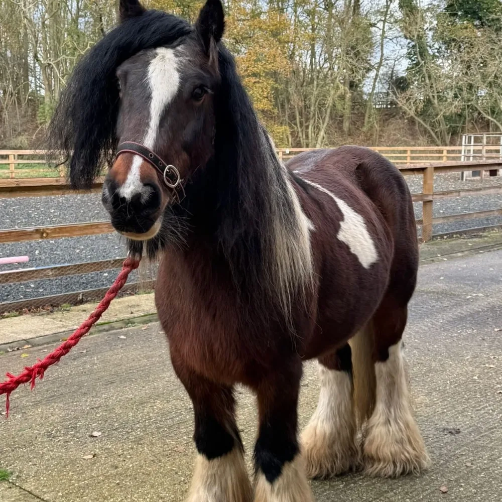 Skewbald cob