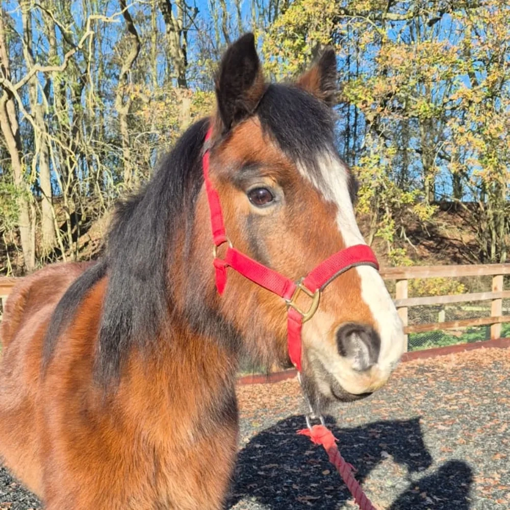 Small fluffy bay pony, long black mane and red head collar