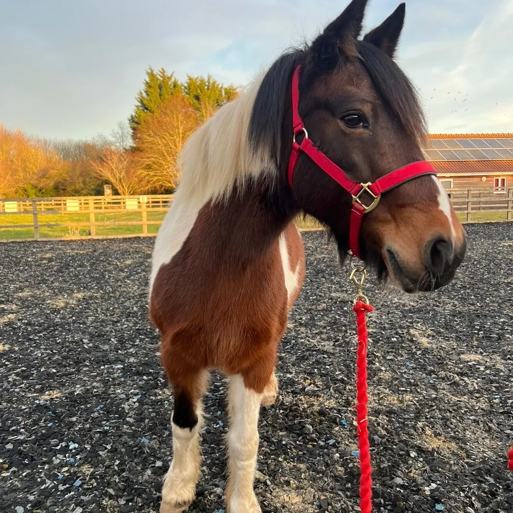 Coloured pony