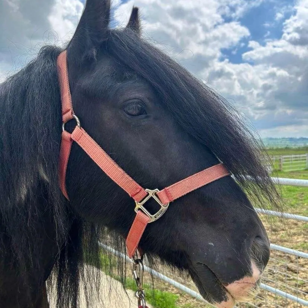 Piebald cob head profile