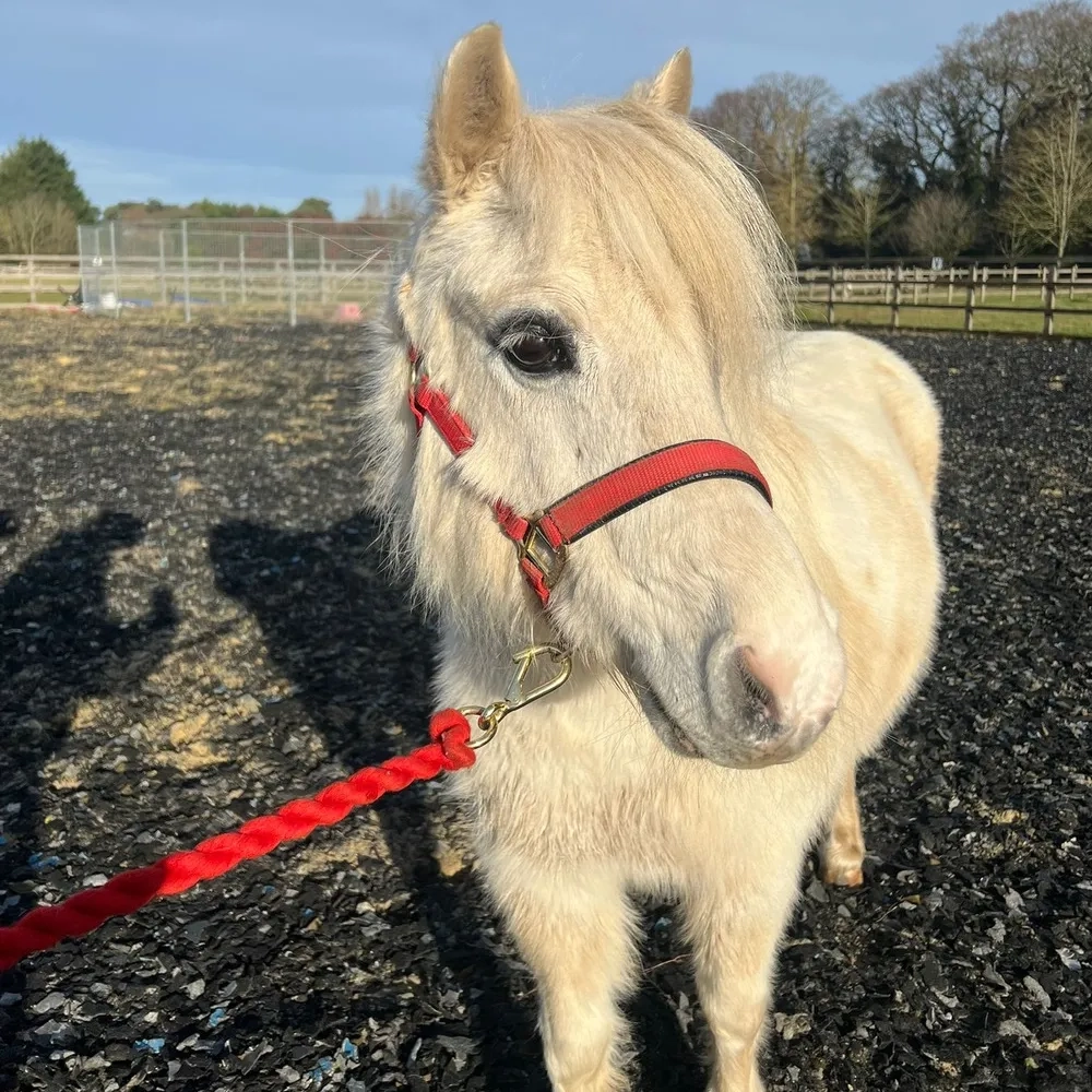 Grey, pretty mare, fluffy ears