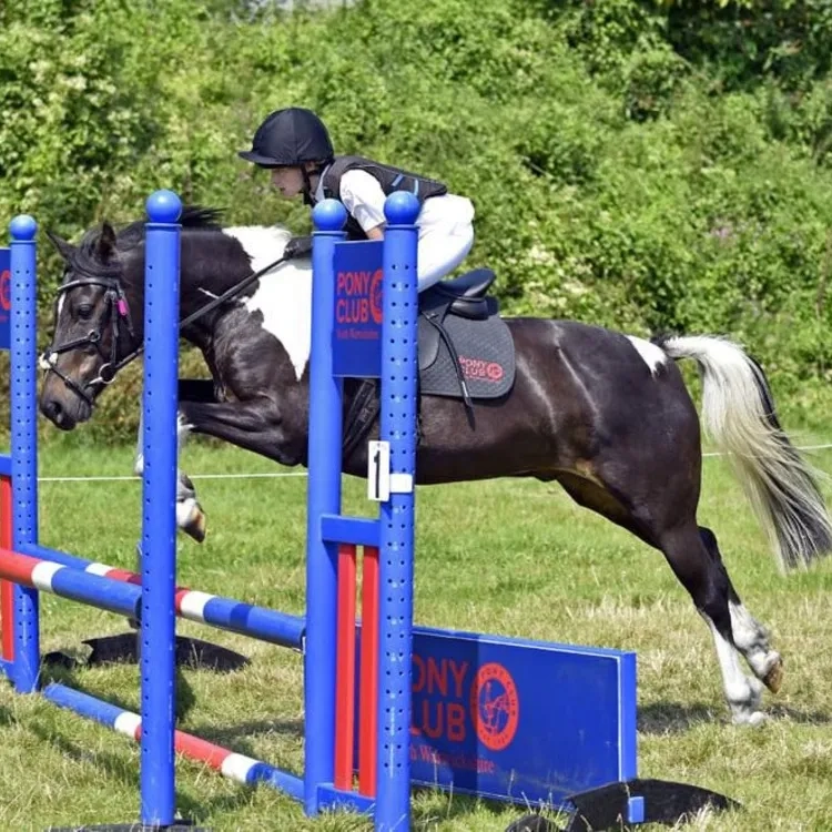 Jumping pony, tricoloured, gelding