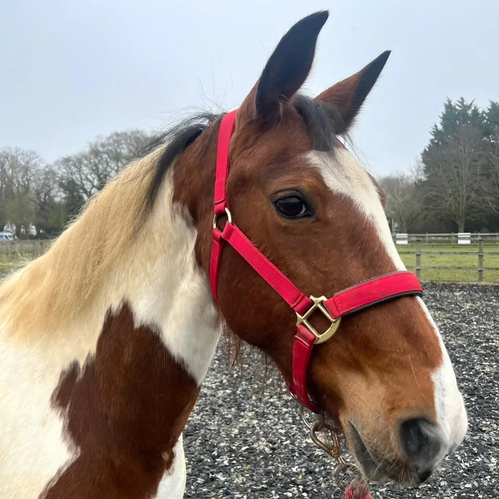 Skewbald Mare, Standardbred