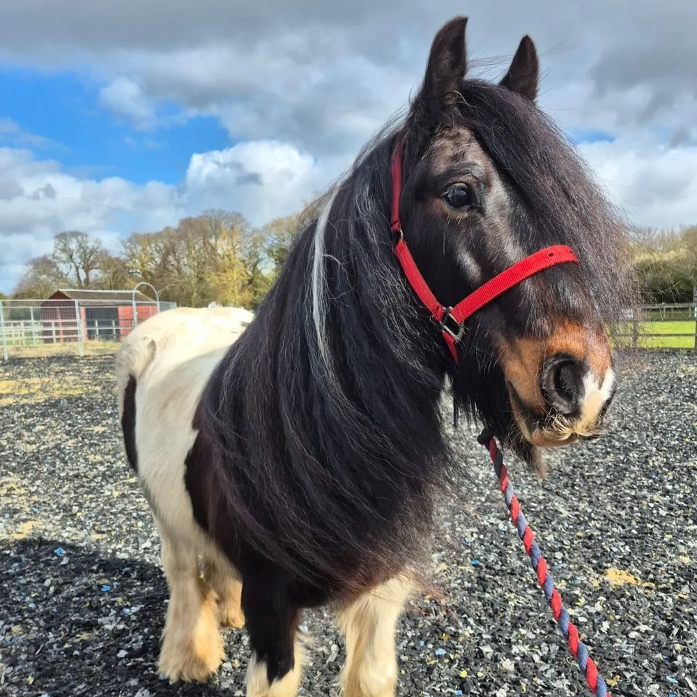 Long mane, gorgeous gelding