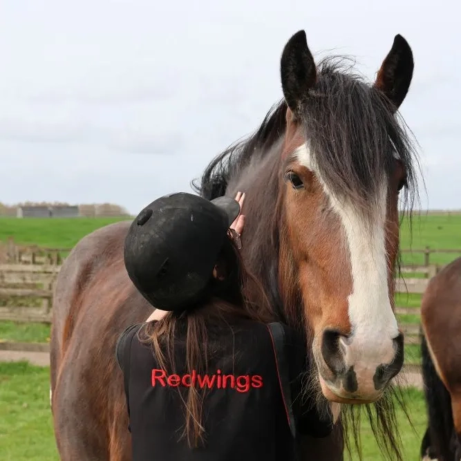 Lady the Shire being cuddled by a carer