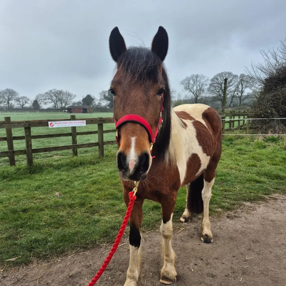 Skewbald Mare, Cob Cross