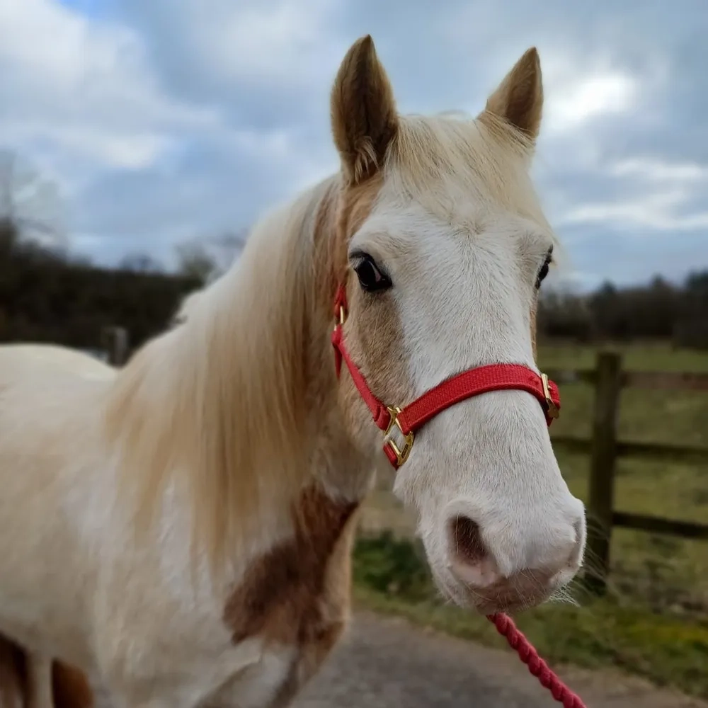 Redwings Skewbald Gelding