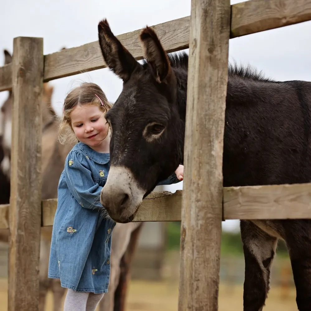 Meet donkeys at Redwings