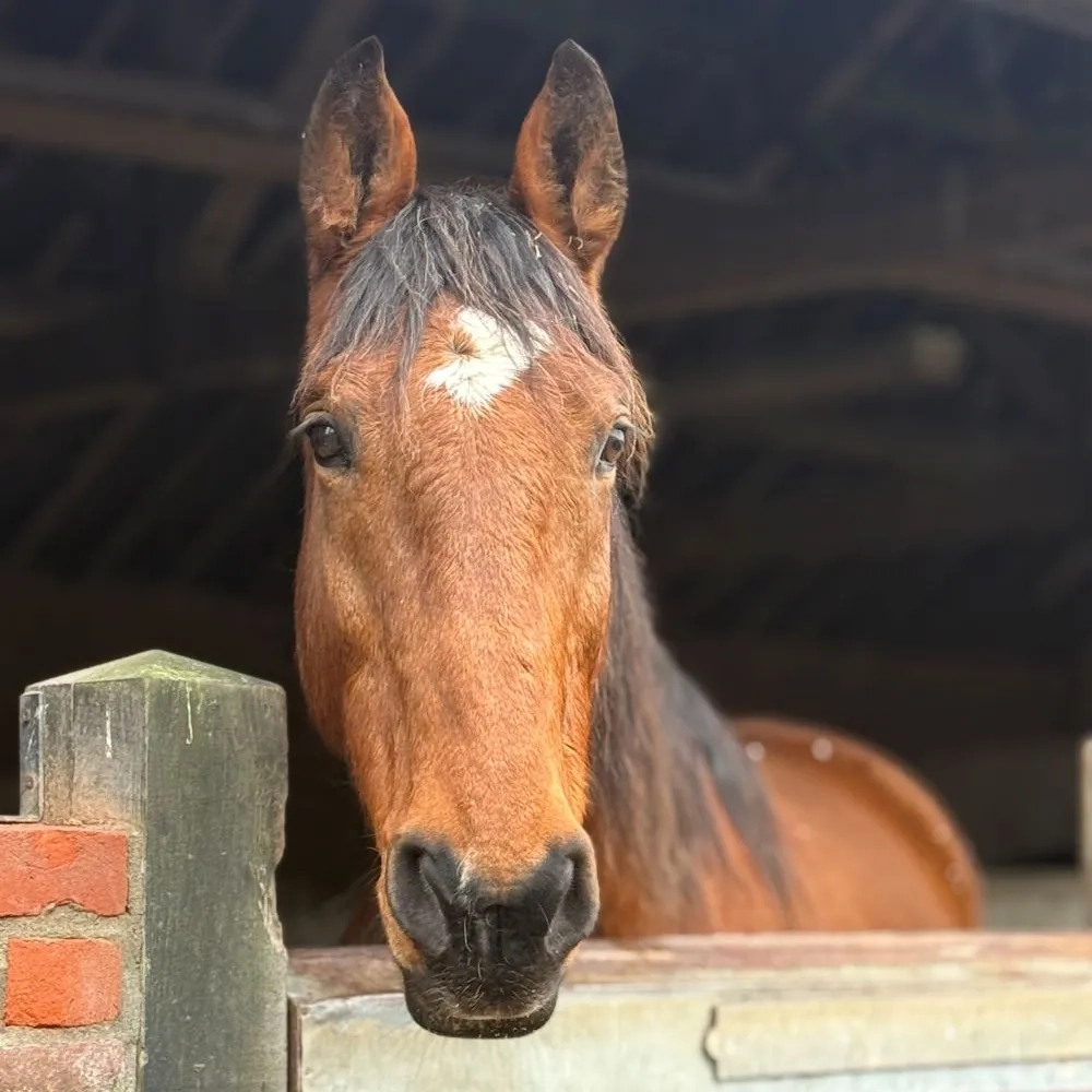 Rourke looking over a stable door