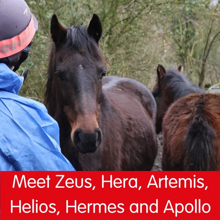 On the left is a photo of colt Hermes when he was rescued. On the right are two photos of the thoroughbreds at Redwings, looking healthy and out on grass.