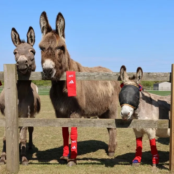 donkeys with socks