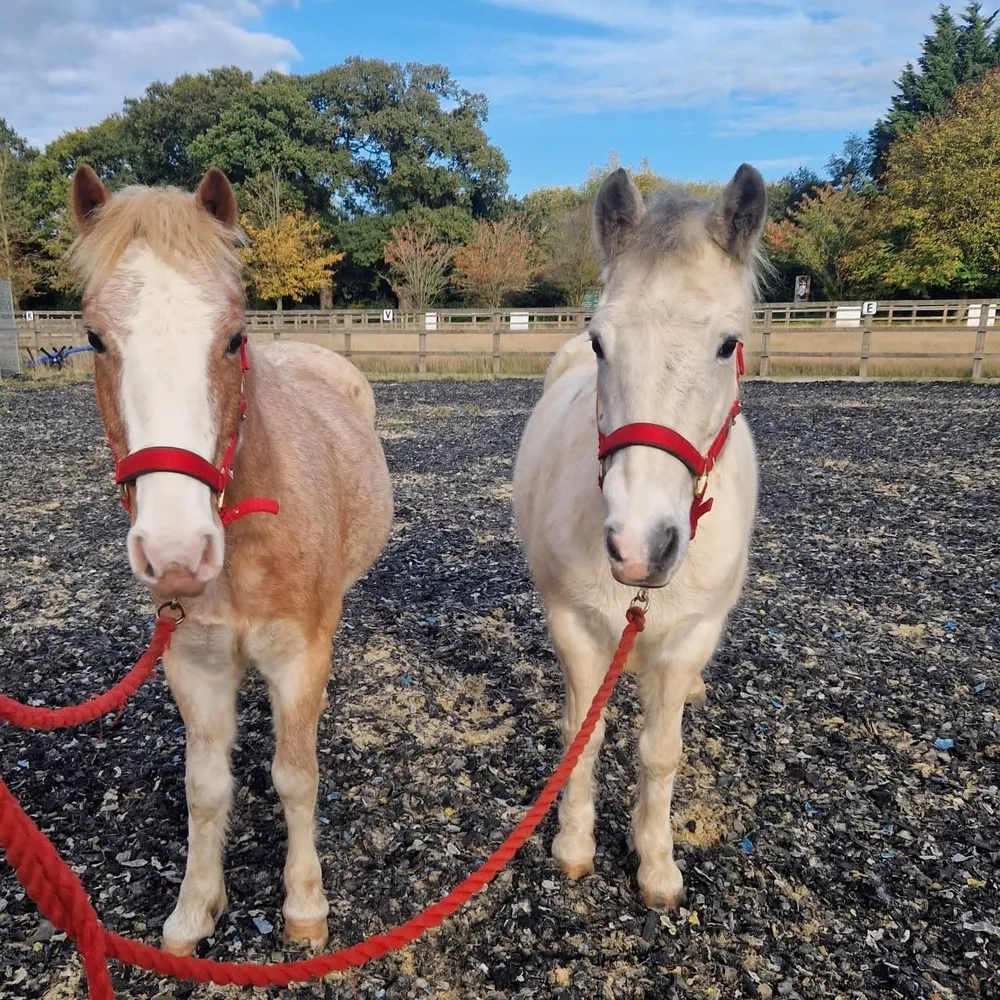 Two Redwings ponies