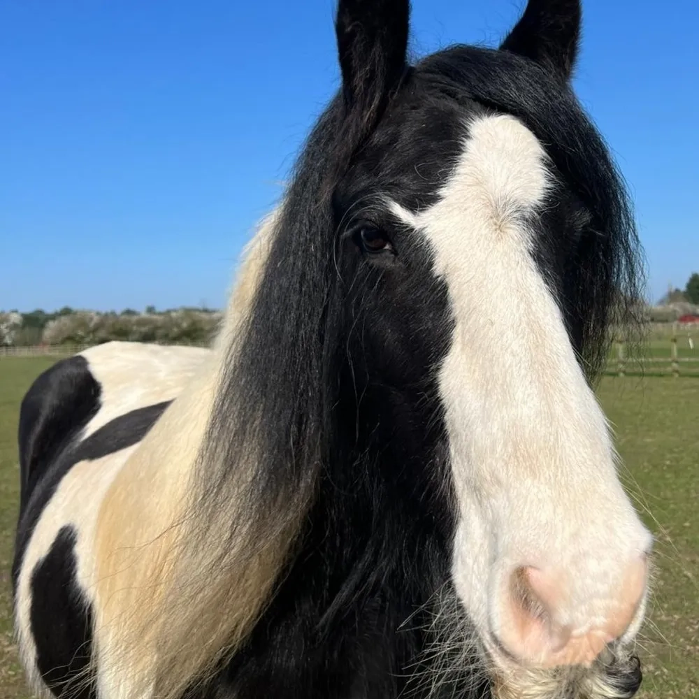 Cob, Piebald, moustache