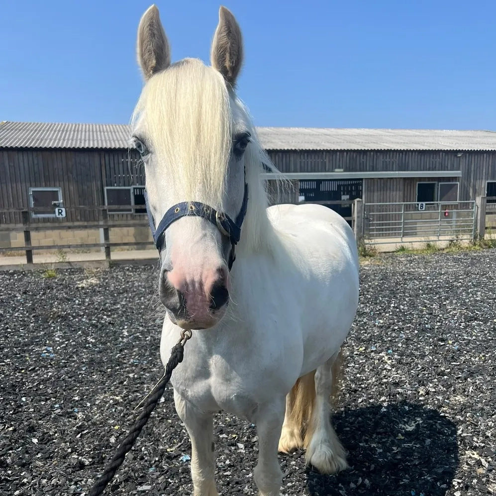 Grey pony