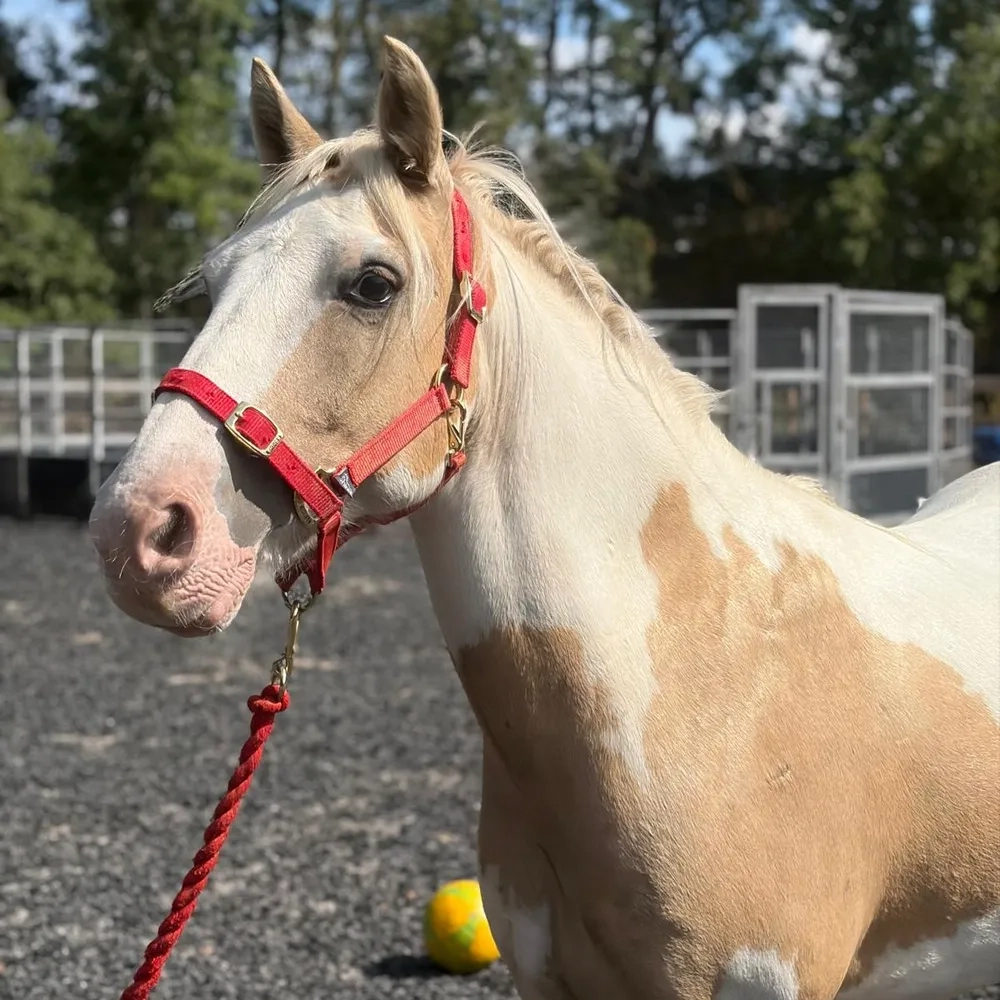 Coloured pony