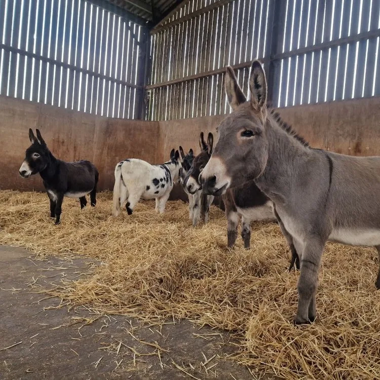 Esther and Dave - two donkeys standing in the straw in the donkey barn