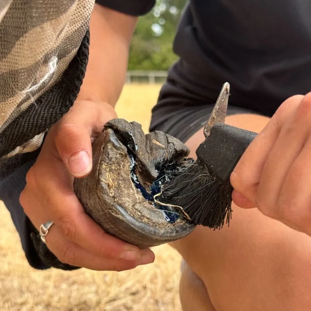 A handler is applying hoof oil to a donkey hoof with a hoofpick brush