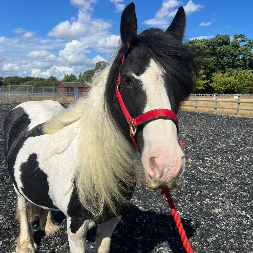 Piebald Pony