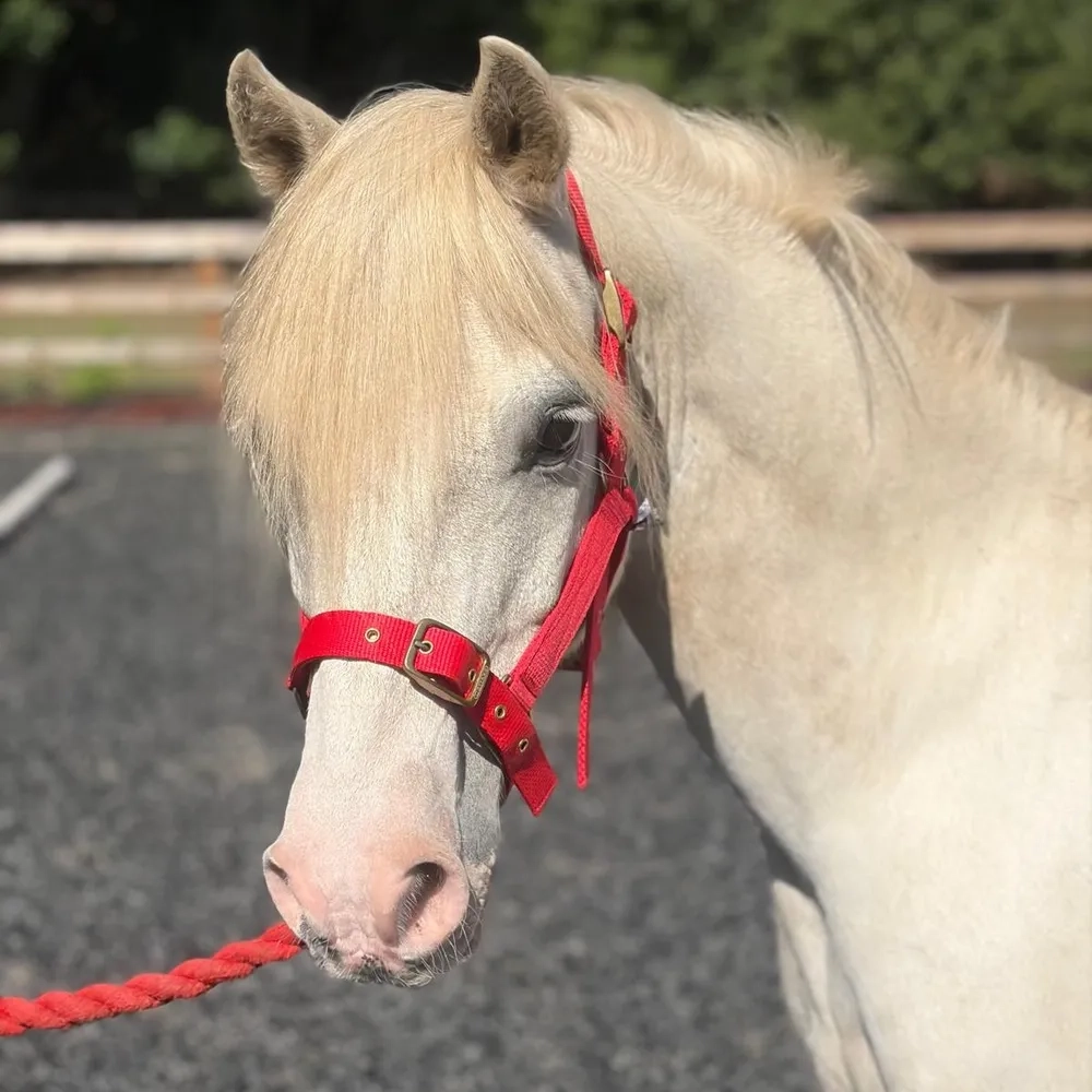Grey pony