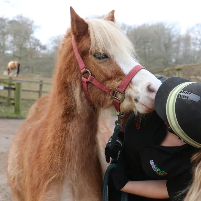 Fluffy chestnut pony