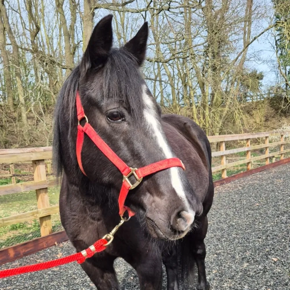 Redwings Quince, dark gelding