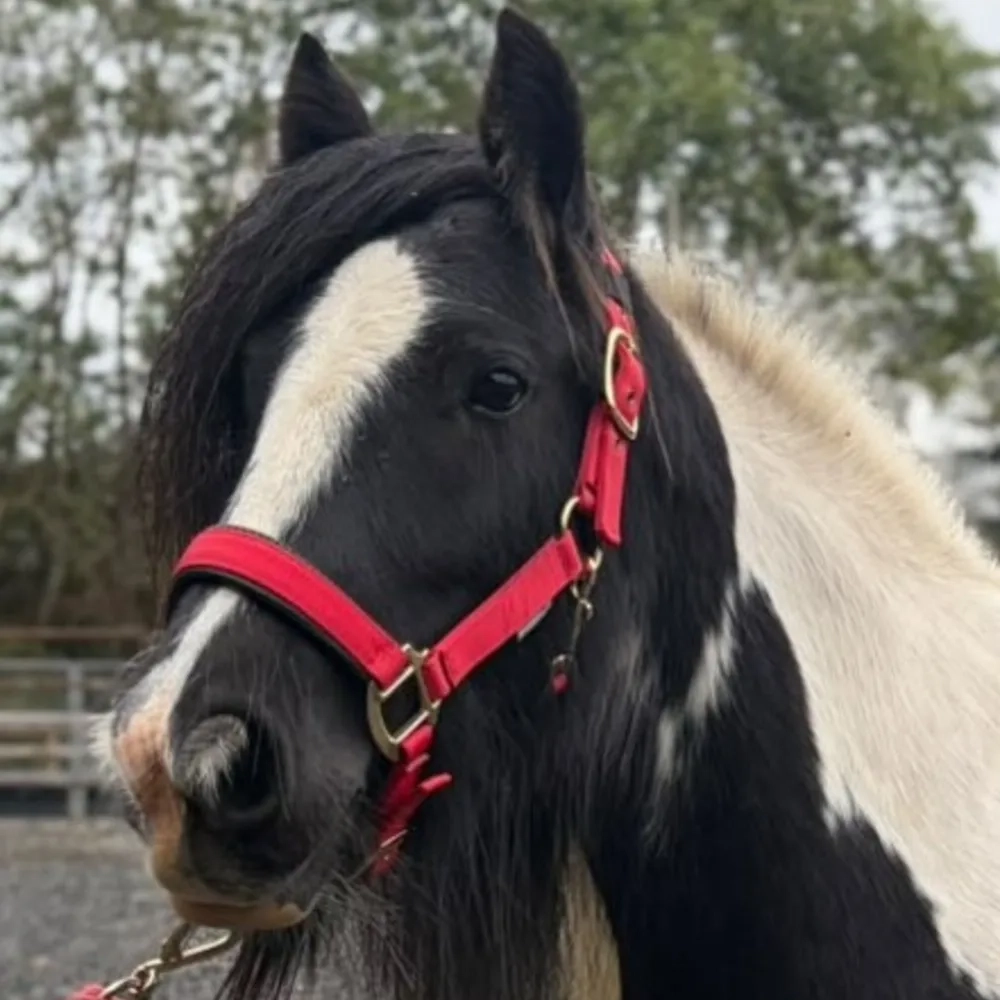 Redwings Piebald Mare