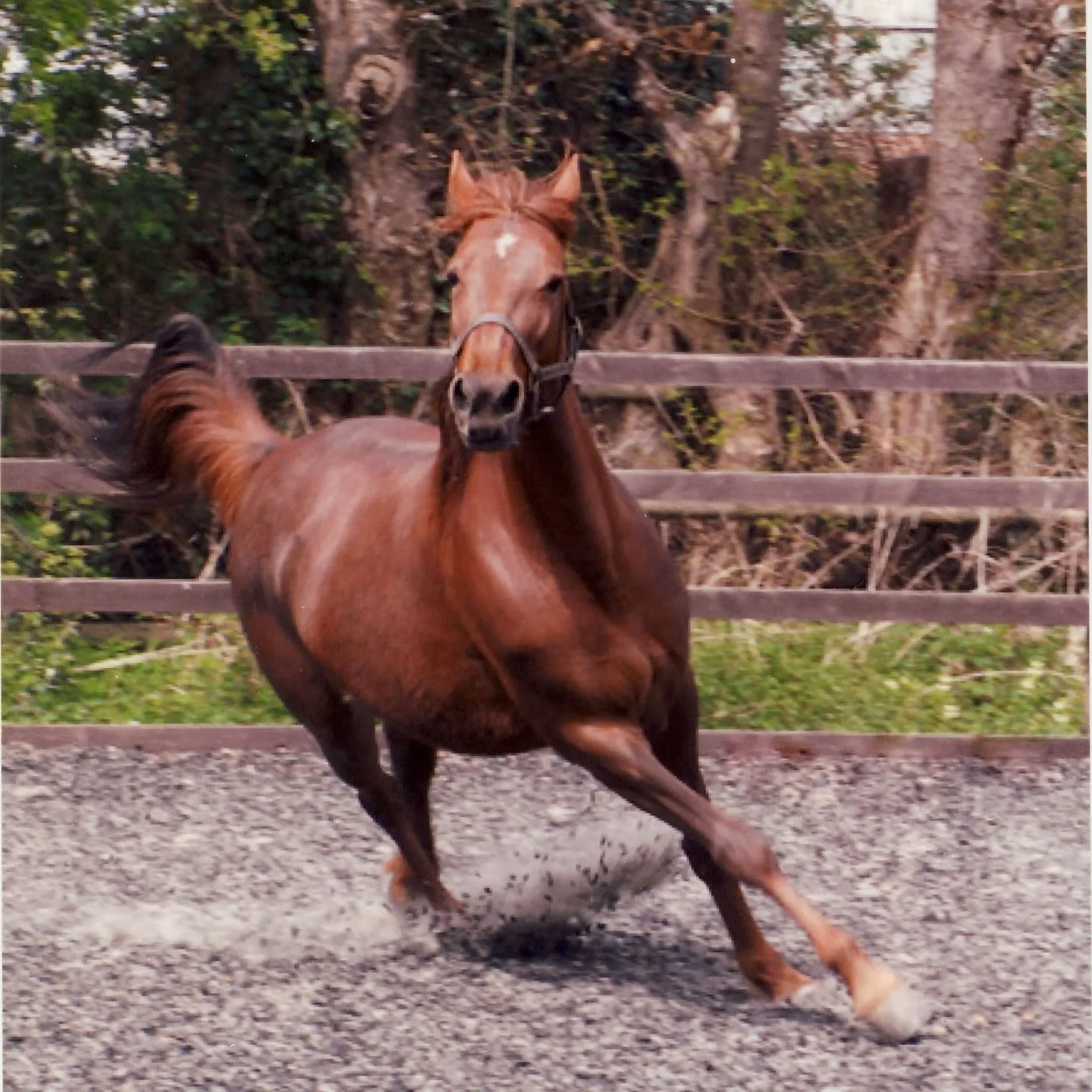 Cinders happy in her field