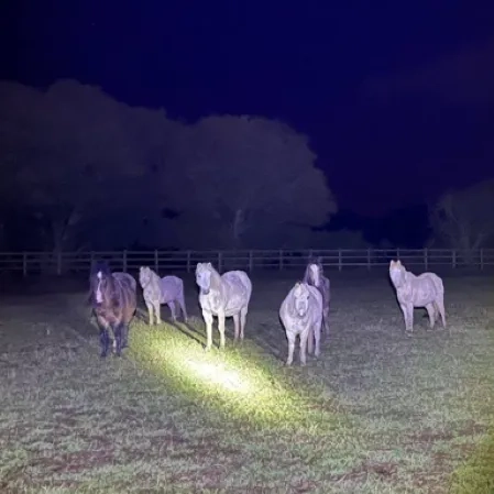 Horses stood in a field in the dark with a torch shining at them