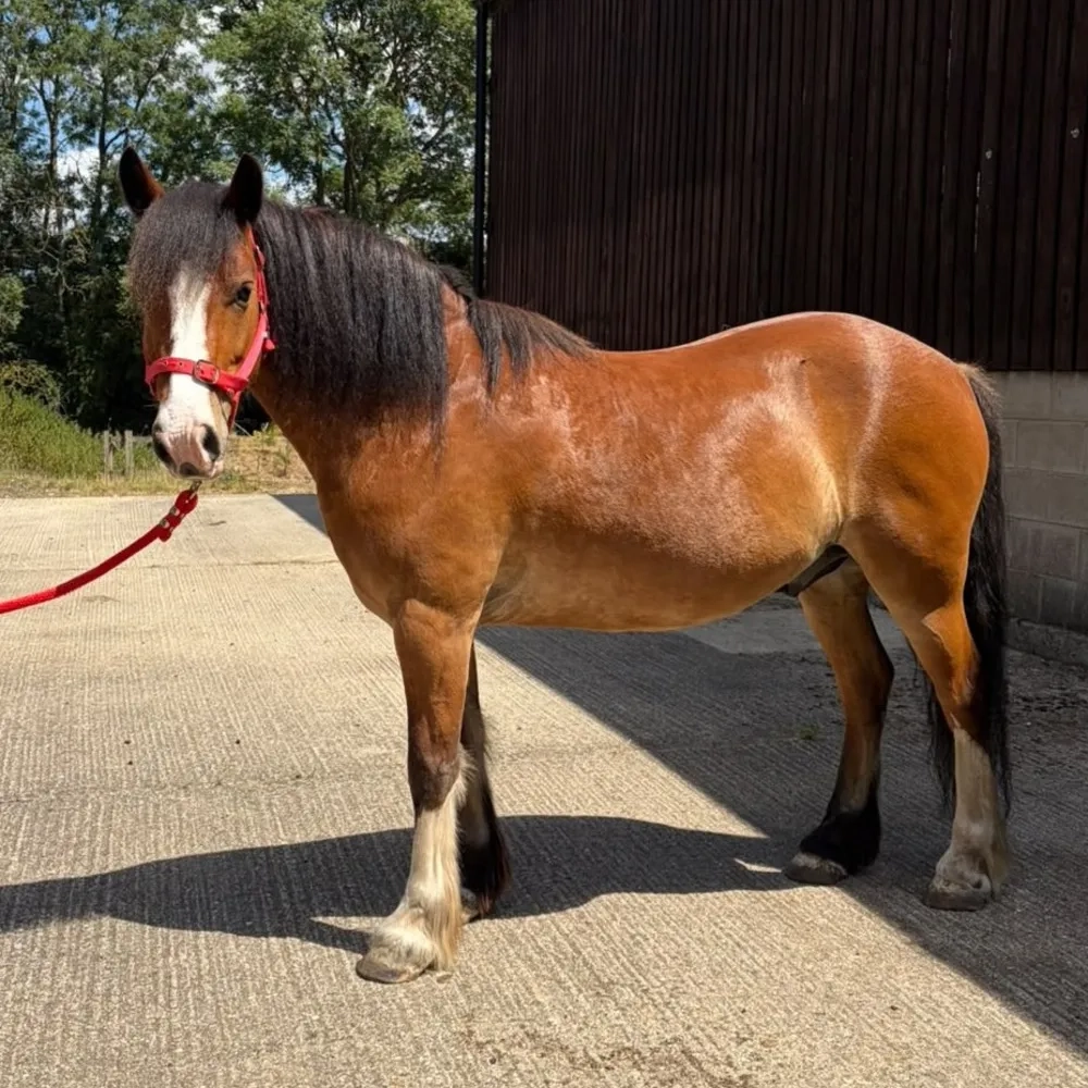 Meet gorgeous Redwings Marley