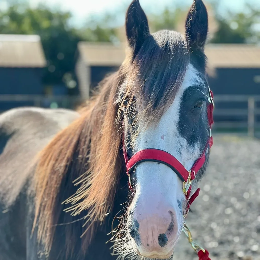 Redwings Rosco, beautiful gelding, wearing a red head collar