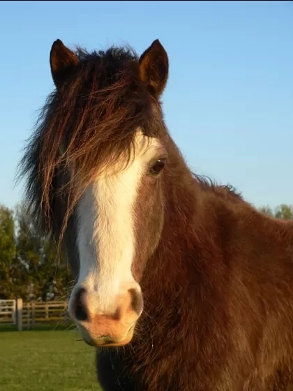 Adoption: Photo of Cauli