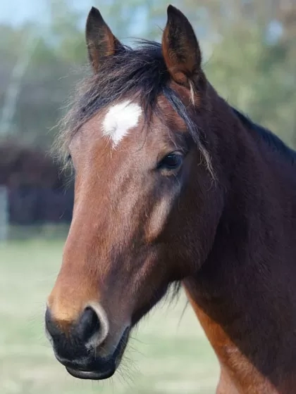 Adopt Maya  Redwings Horse Sanctuary