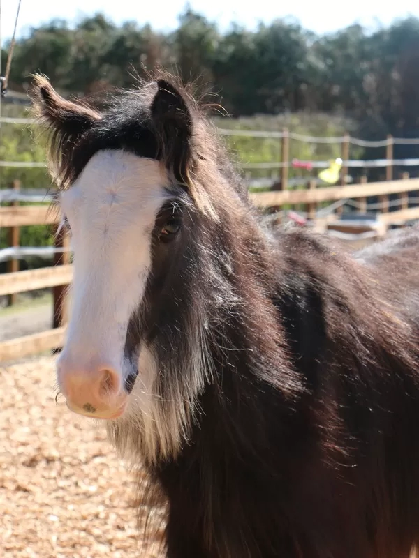 Barney in his paddock