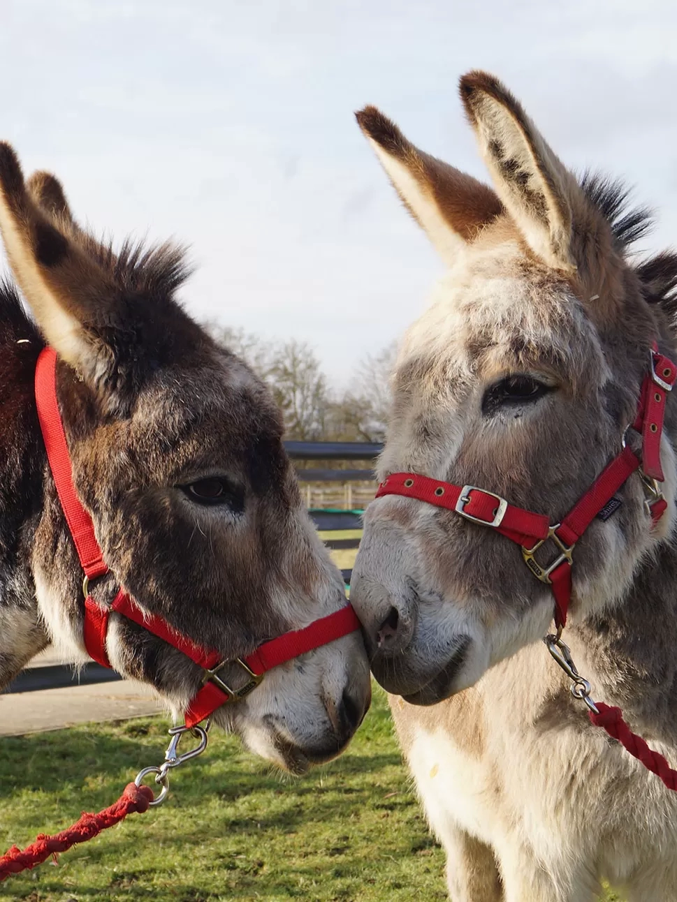 Adoption: Photo of Timothy and Cain