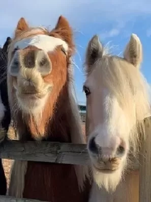 Three ponies looking over fence
