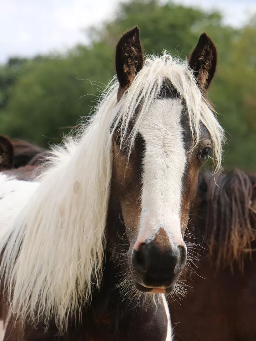 Redwings Horse Sanctuary to Partner With Humanity Wine Project - The Giving  List