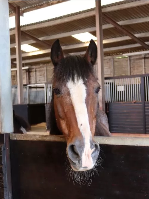 Amadeus in a stable