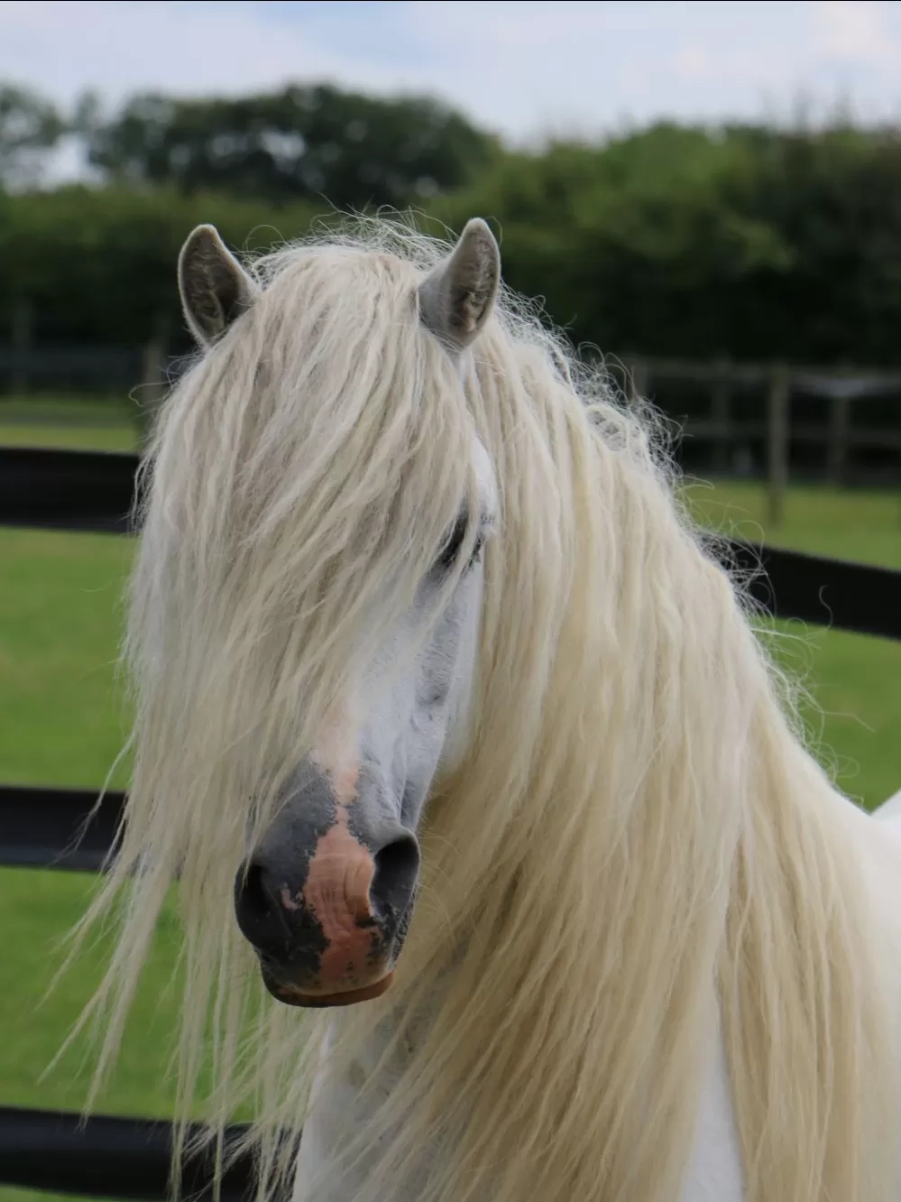 Rescued pony Champ