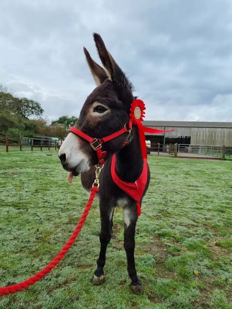 Esther the donkey at her birthday party