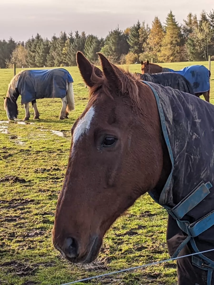 Horses graze at Redwings Mountains following Storm Babet.